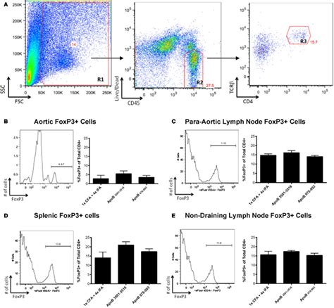 Foxp3 T Cells Are Not Found In Increased Numbers In Apob35013516 Or