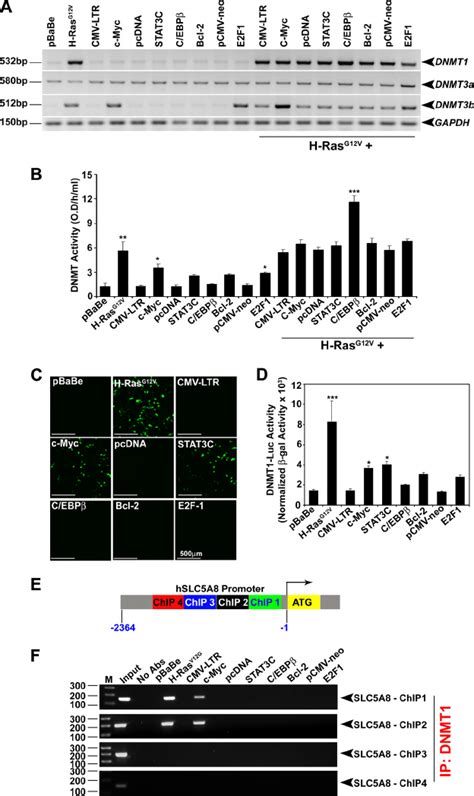 Hras G V Transactivates Dnmt Expression And Forms A Complex With The