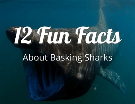 12 Fun Facts About Basking Sharks The Gentle Giants Craftythinking