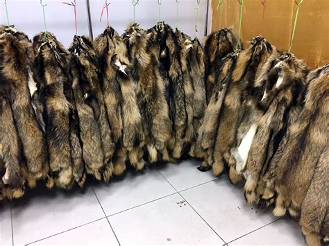 Продаж шкура енота Фабричная выделка Очень набивные,пушистые Шкуры ...