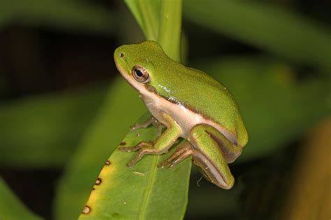 Observations From Meadowood August Audubon Society Of Northern Virginia