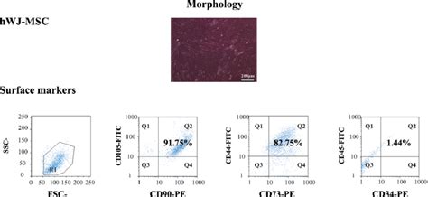 Flow Cytometry Analysis Of Hwj Mscs Surface Markers Passage 4 Mscs