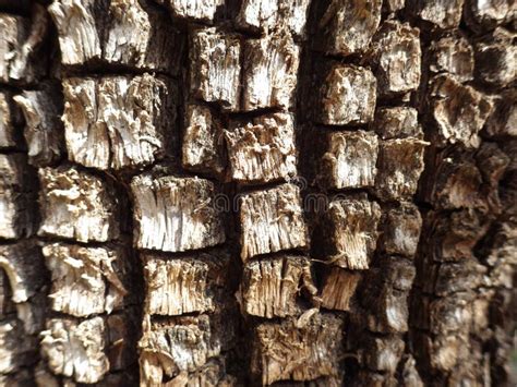 Alligator Juniper Tree Bark Up Close - Sedona, Arizona Stock Image ...