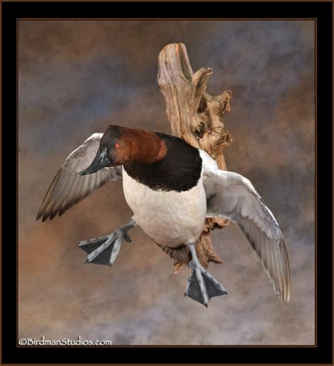 Canvasback Mounts Best Duck Taxidermy Exceptional Quality