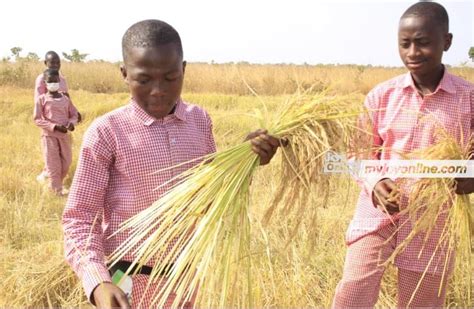 Limited Combine Harvesters In Northern Region Threaten Rice Harvest