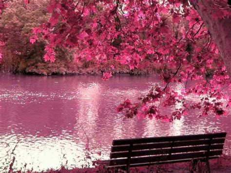 🔥 [90+] Japanese Cherry Blossom Wallpapers | WallpaperSafari
