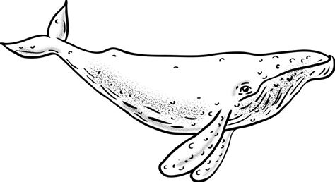 Whale Line Drawing Vector Images Over 3 600