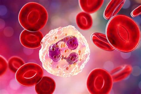 Лейкоциты: где они образуются, за что отвечают? | MedAboutMe