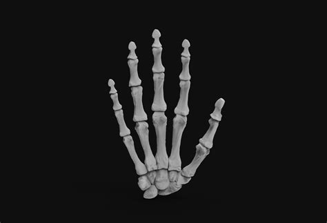 Skeleton Hand 3d Model 3d Printable Cgtrader