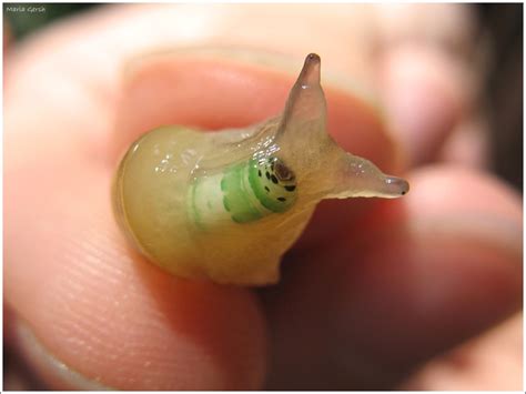 A Snail With Parasites Inside By Maria Gersh Cool Photos Snail