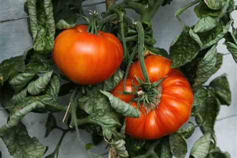 Top Indeterminate Tomato Varieties To Try Home Garden Vegetables