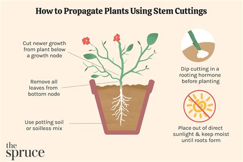 How To Propagate Plants Using Stem Cuttings