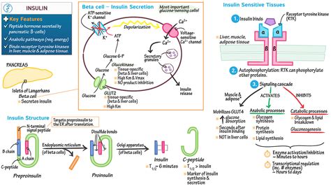 Biochemistry Insulin Structure And Physiology Ditki Medical And Biological Sciences