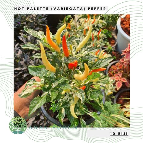 Biji Benih Bibit Biji Cabai Hot Palette Variegata Pepper Seeds Lazada Indonesia