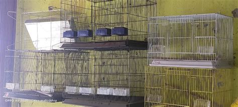 Ini Toko Burung Terbesar Di Kota Dumai Ulastempat