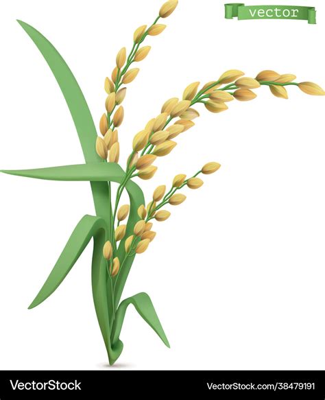 Rice plant 3d realistic icon Royalty Free Vector Image