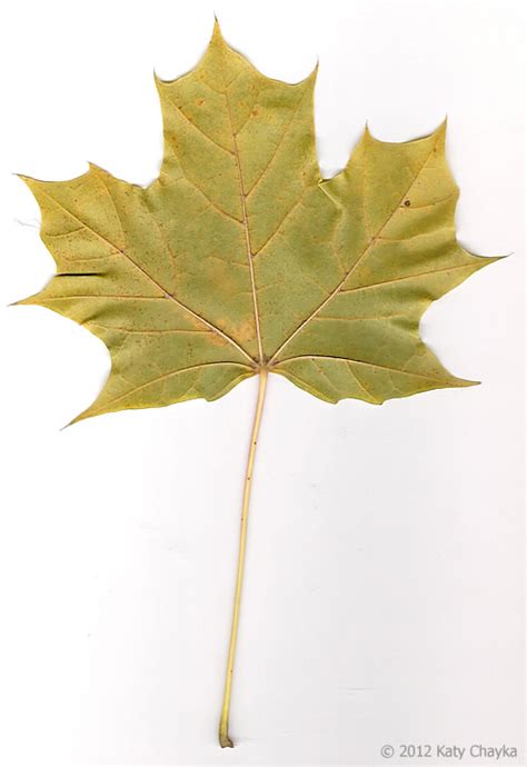 Acer platanoides (Norway Maple): Minnesota Wildflowers