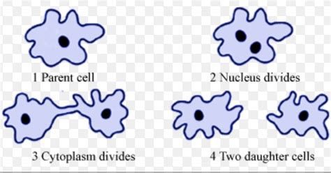 31+ Popular Draw A Well Labelled Diagram Of Amoeba And Paramecium ...