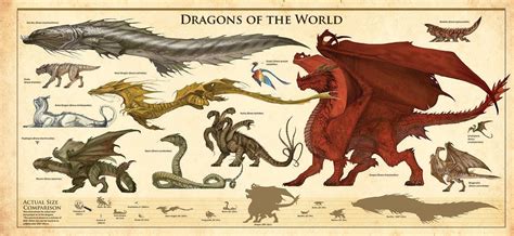 Different Types Of Dragons Poster