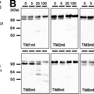 Intramolecular Complementation Analysis In Dko Cells A Immunoblot