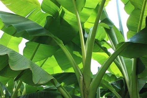 Banana Plant Growth Stages - Urban Garden Gal