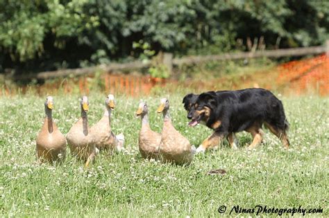 Mini Aussie Herding Ducks Sporting Dogs Australian Shepherd Dogs