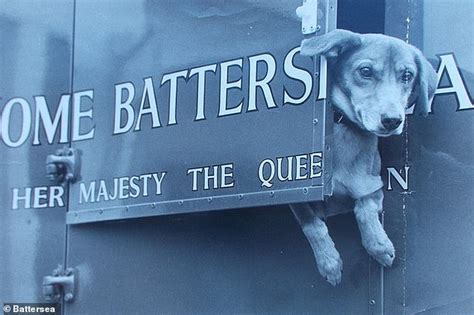 Battersea Dogs and Cats Home releases a photographic history - I Know All News