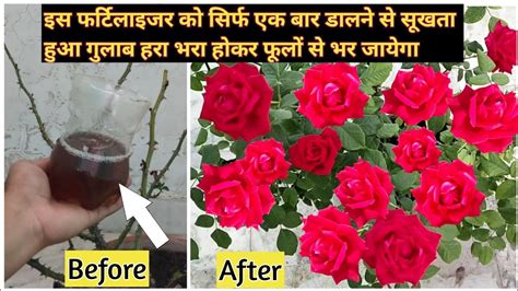 Best Fertilizer For Rose Planthomemade Fertilizer For Rose Planthow