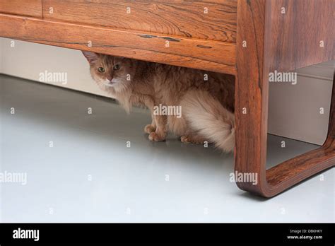 Cat Under The Table