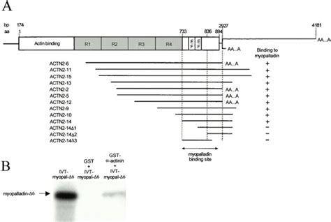 Myopalladin Interacts With The Ef Hand Region Of Actinin A The