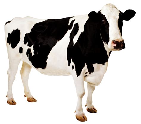 Animalandia: Cow