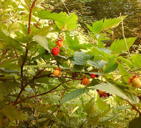 Salmonberry Flower