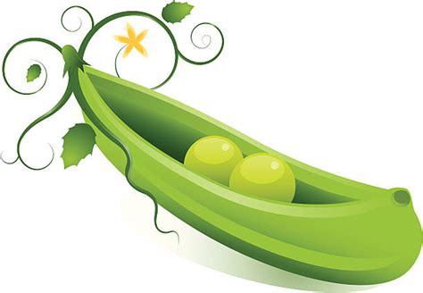 Peas In A Pod Clip Art, Vector Images & Illustrations - iStock