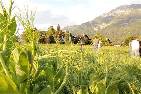 Legume Hub SWISS Alles über Proteinpflanzen auf der Schweizer