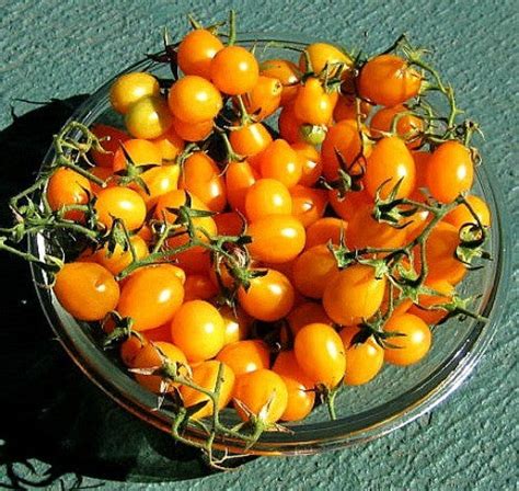 Cherry Tomato Collection Five Heirlooms Smart Seeds Emporium