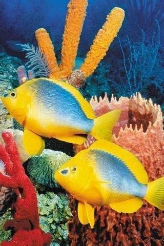 Подводный мир, рыбы, кораллы, черепахи, звёзды, медузы, морские коньки ...