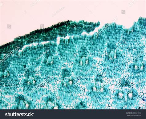 Light Photomicrograph Bamboo Stem Cross Section Stock Photo 238681036 ...