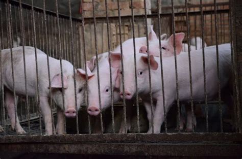 How To Start Pig Farming In Nigeria Key Rules Business Plan Cost