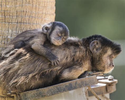 Capuchin Monkey Sleeping Stock Photo Image Of Young 17882804