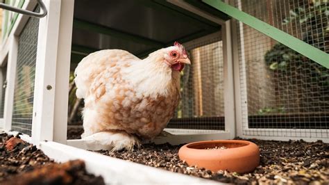 Comment désinfecter le poulailler Poulorama tout sur les poules