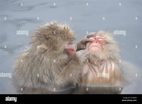 Japanese Macaques Grooming In A Hot Spring Japan Stock Photo Alamy