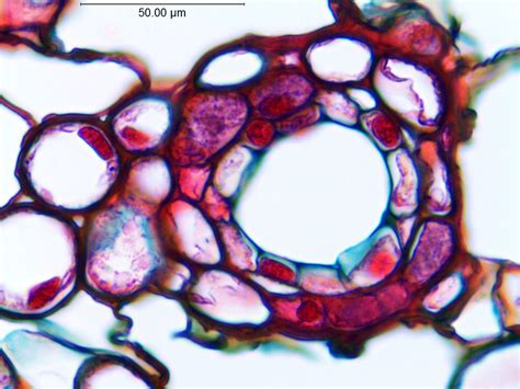 Pseudotsuga Menziesii Pinaceae Image At Phytoimages Siu Edu