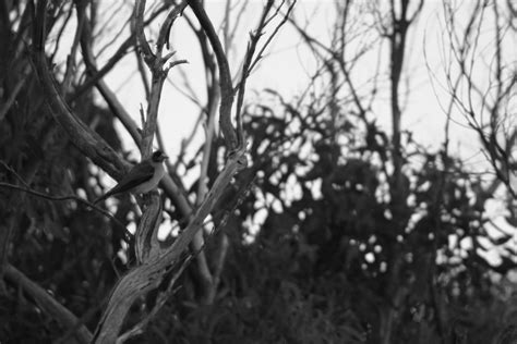 Free Images Tree Forest Grass Branch Winter Black And White