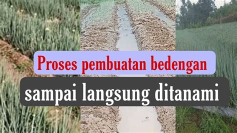 Cara Membuat Bedengan Agar Bisa Langsung Di Tanami Daun Bawang Loncang