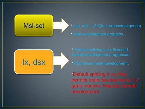 Dosage Compensation ∧ Sex Determination In Drosophila Ppt