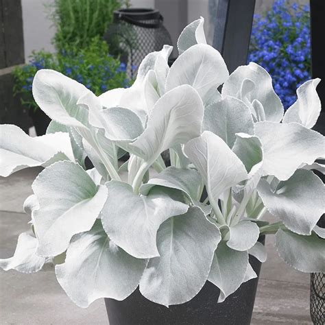 Angel Wings Plant Care Plant Ideas