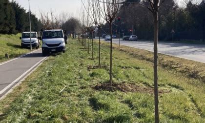 Venticinque Nuovi Gelsi Lungo La Nuova Ciclopedonale Prima Monza