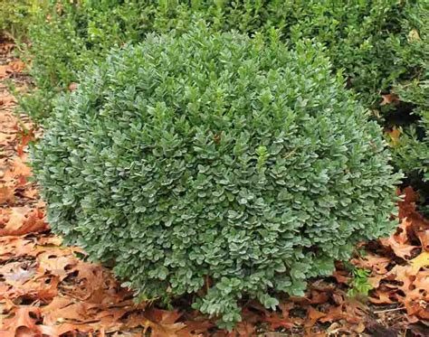 Buxus Sinica Var Insularis Nana Korean Boxwood