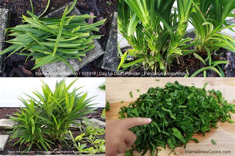 How To Grow And Extract Pandan Leaves Mama Snow Cooks And More