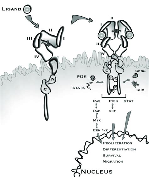 Erbb Receptor Activation And Signaling Ligand Binding To Subdomains I